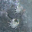 Crystal chimney (PNAS)