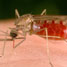 mosquito