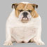 fat dog