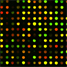 The microarray