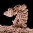 Cluster of E. coli bacteria