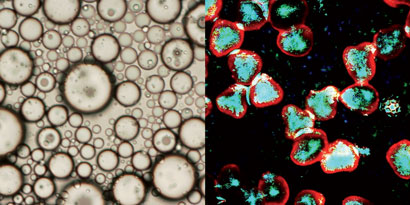 A fish oil in water emulsion (left) before and (right) after introduction of the plant spore microcapsules. The microcapsules were able to recover 98% of the oil from the emulsion 