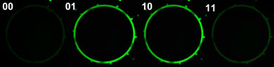 A microfluidic XOR gate