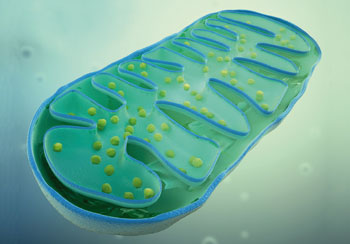 Mitochondria