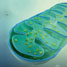 Mitochondrion