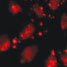 Cells