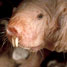 Mole rat genome