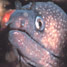 Moray eel