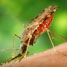 Mosquitoes carry malaria
