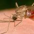 Mosquitoes spread malaria