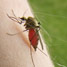Mosquito