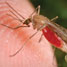 Mosquito