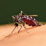 Mosquito