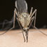 Malaria mosquito