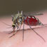 Mosquito