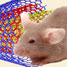 Testing nanotube toxicity