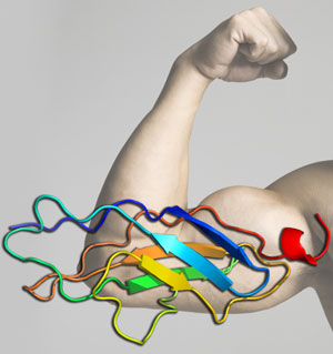 Biomaterial mimics the titin protein in human muscle
