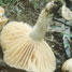 Toxic mushroom