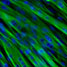 Muscle cells
