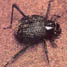namib beetle
