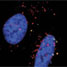 Nanocrystals in cells