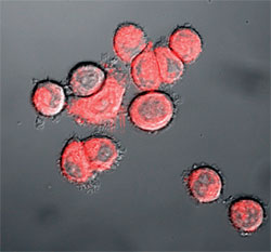 Fluorescence image cells treated with nanoflares