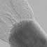 Carbon nanotubes