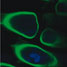 Carbon nanotubes increase plant uptake of pollutants