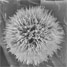Nanourchin. Copyright American Chemical Society
