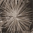 A dandelion-like cluster of nanowires