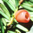 Berry