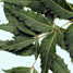 Neem tree