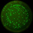 Engineered yeast expressing the green fluorescent protein (GFP) with unnatural amino acids incorporated
