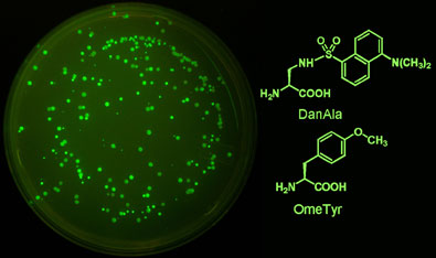 Engineered yeast expressing the green fluorescent protein with unnatural amino acids incorporated (left); the two unnatural amino acids used by the team (right)