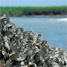 Oysters