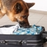 Sniffer dog