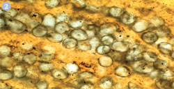 Fossilised cyanobacteria