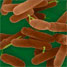 bacteria