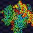 TP53 bound to a short DNA fragment