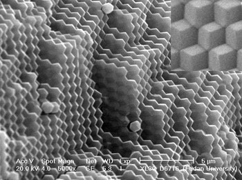 SEM image of dodecahedral particles in a close-packed lattice