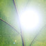 Photosynthesis