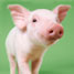 A pig