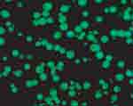 Antibody-producing plant