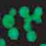 Antibody-producing plant