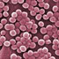 platensimycin-MRSA