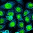 Quantum dots for imaging