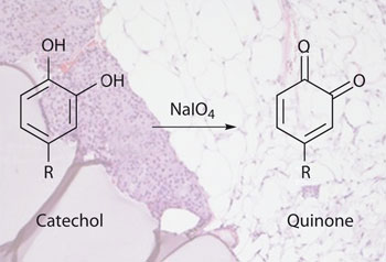 Catechol in the presence of an oxidant transforms into a quinone