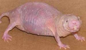 Mole rats