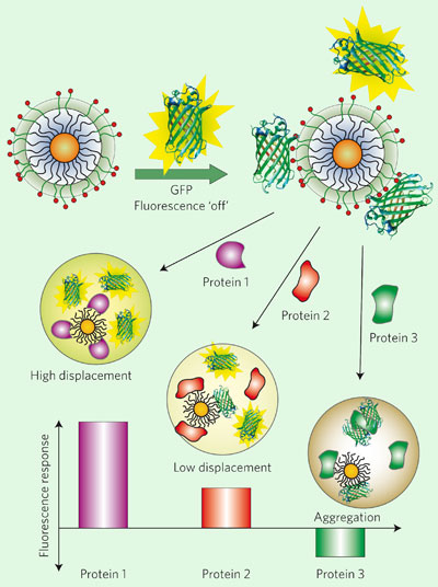 Different proteins compete to bind the nanoparticles and Green Fluorescent Protein, giving characteristic fluorescence profiles 