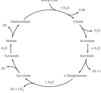 cycle of reactions